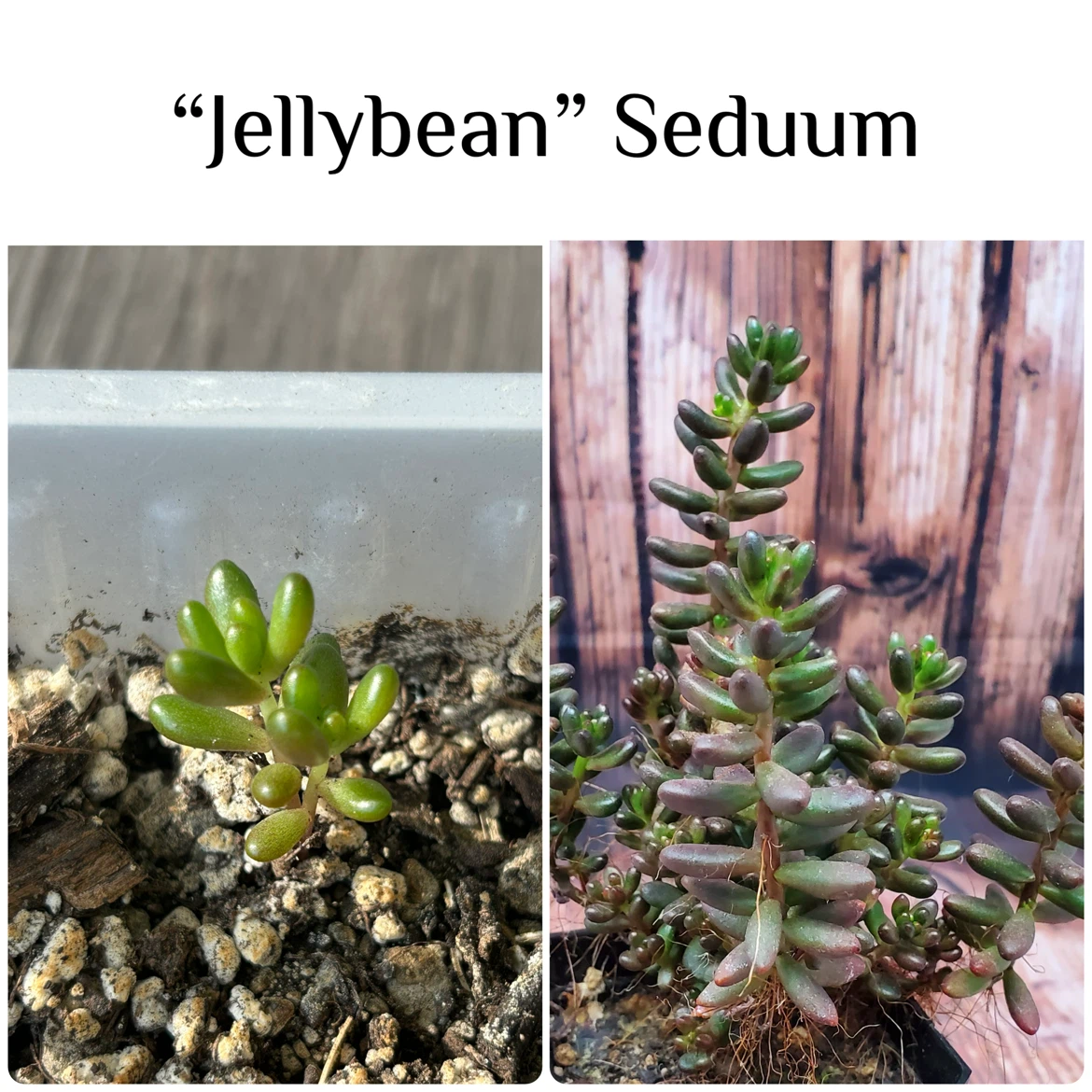 Baby Succulents: Any 2 for $5, 3 for $7, 5 for $10 - photo 5