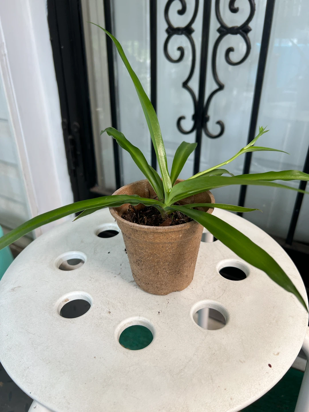 Small Potted big leaves Spider Plant