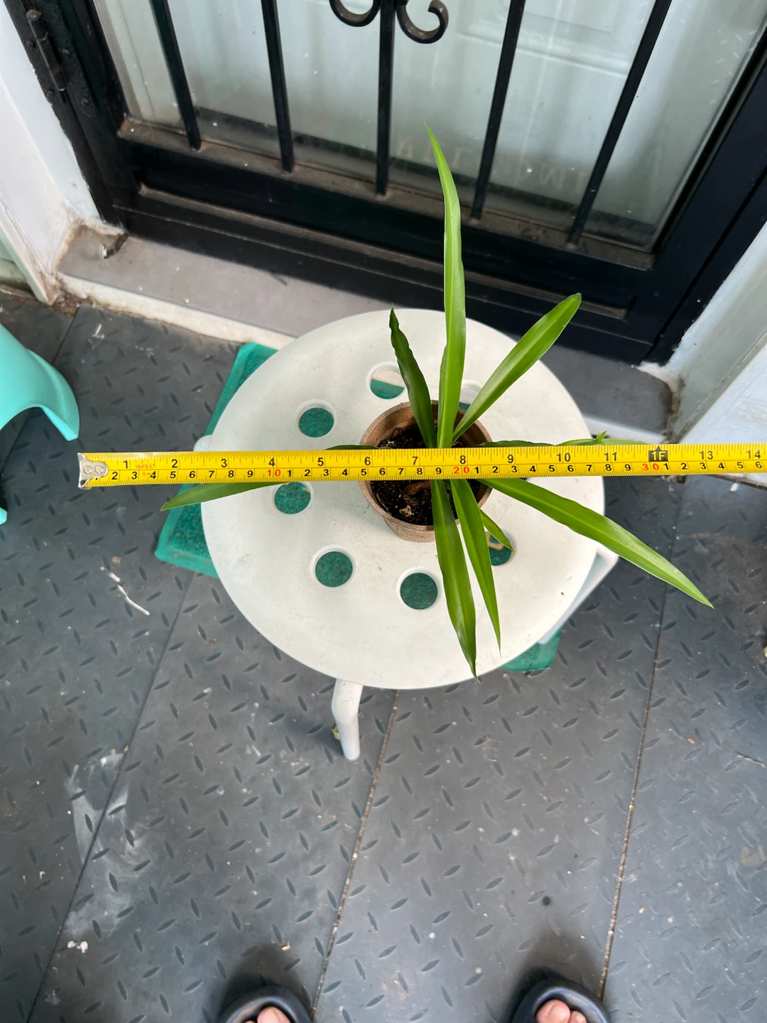 Small Potted big leaves Spider Plant - photo 2