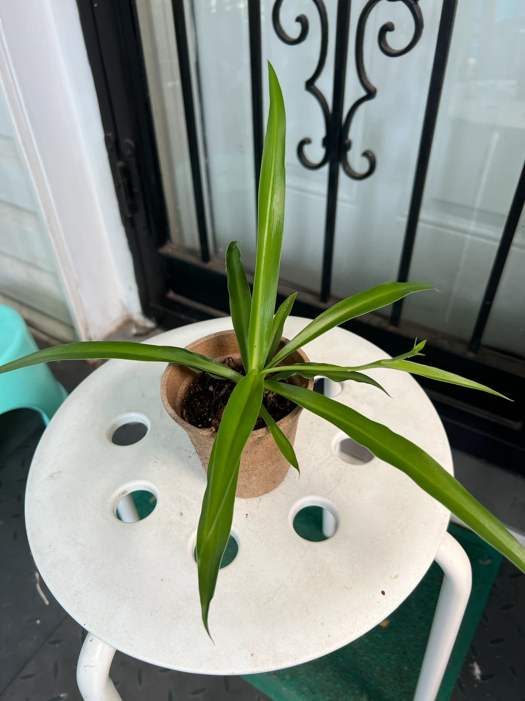 Small Potted big leaves Spider Plant - photo 3