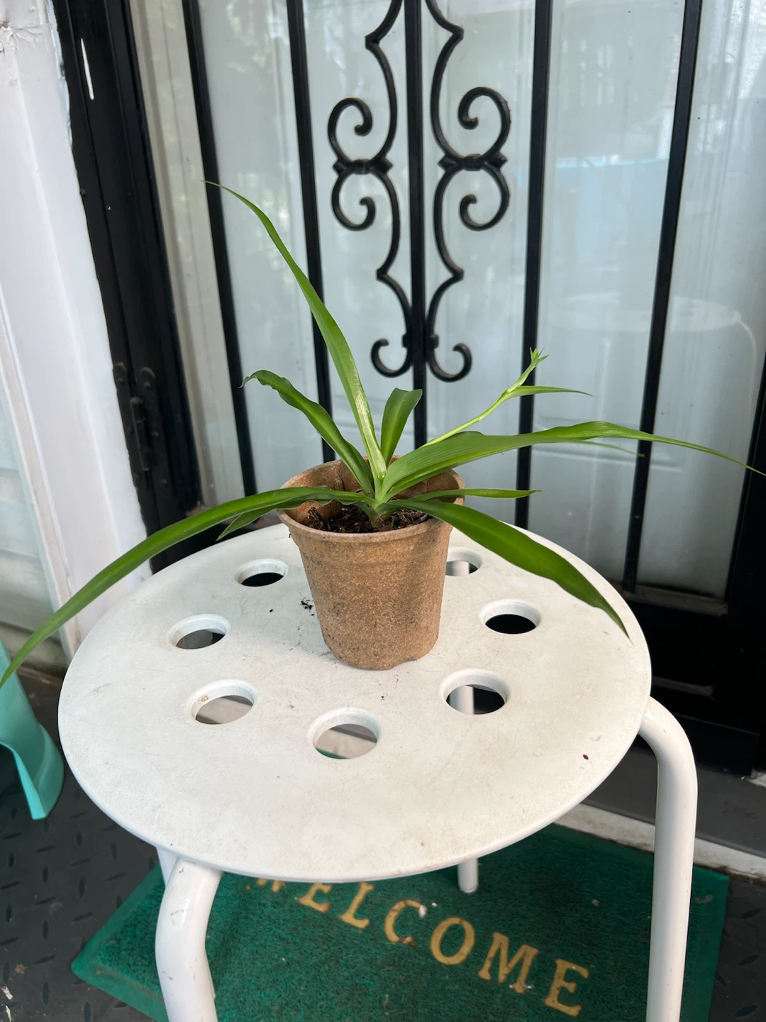 Small Potted big leaves Spider Plant - photo 4