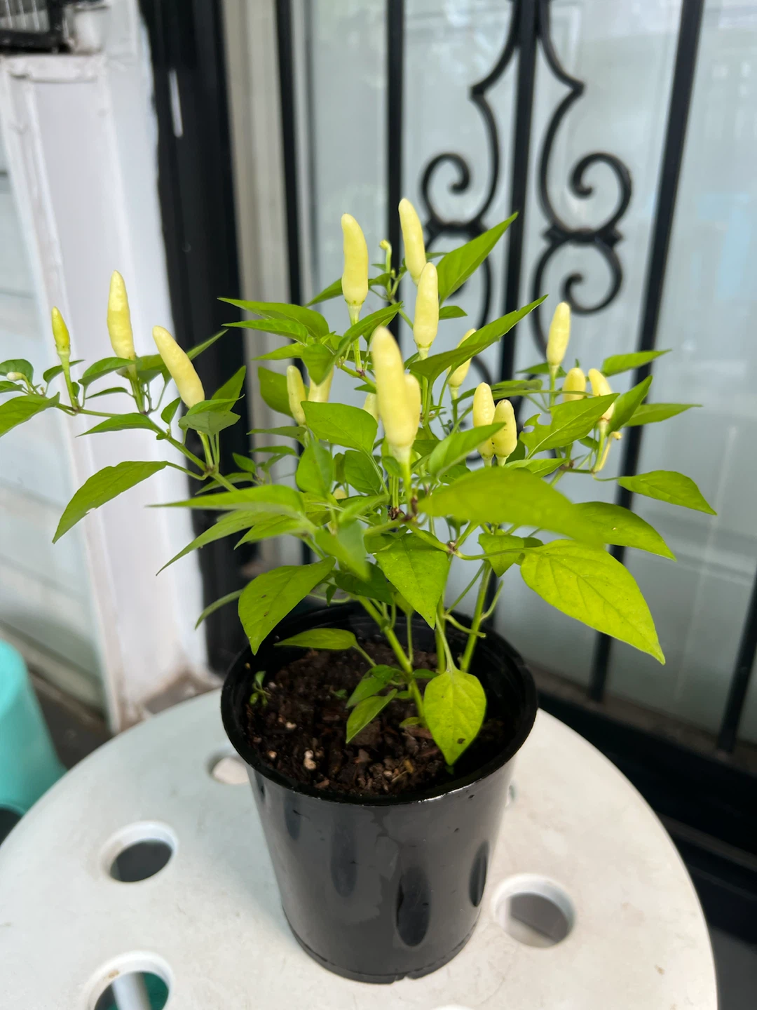 Young Thai Chili Pepper Plant