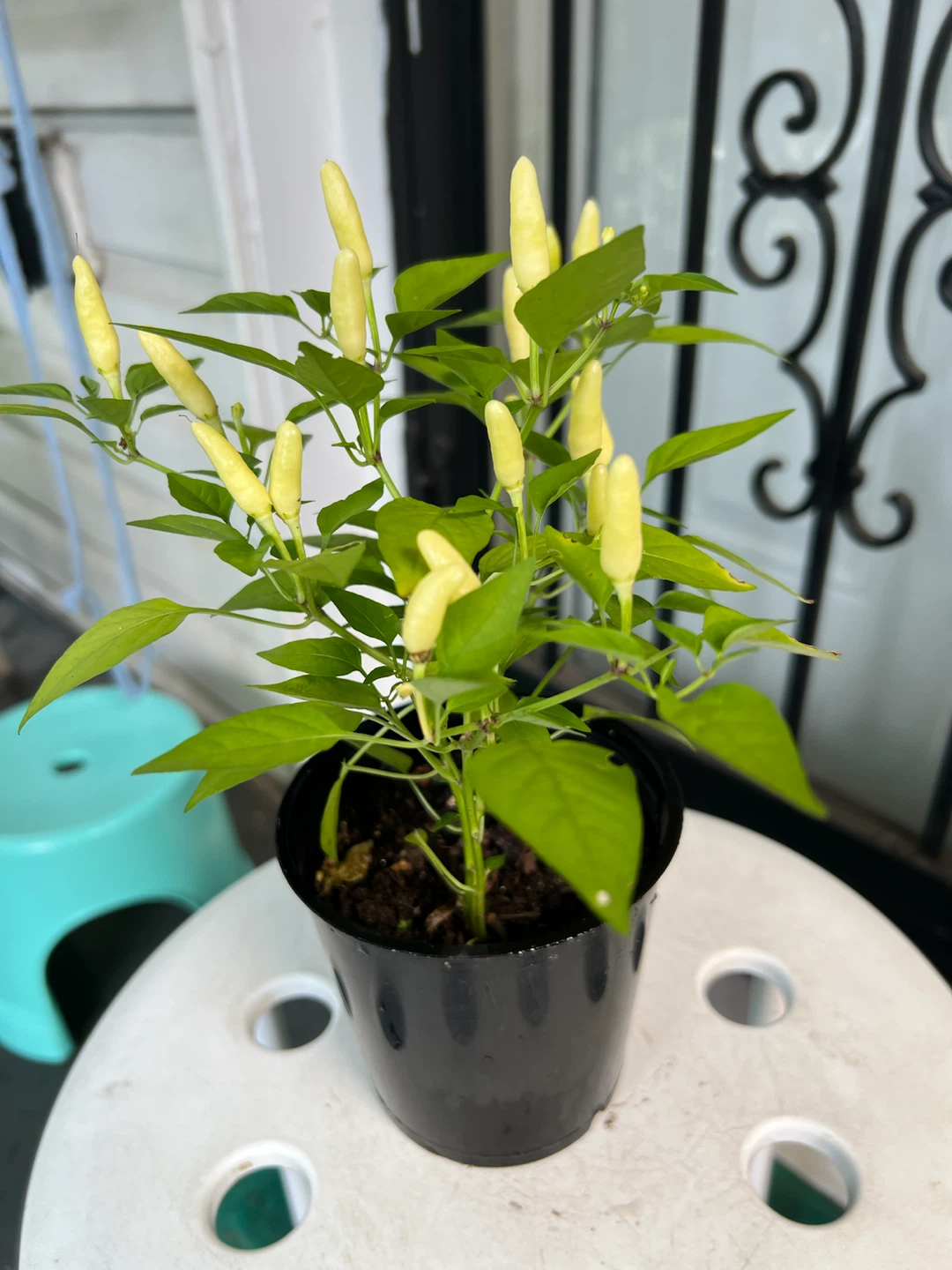 Young Thai Chili Pepper Plant - photo 2