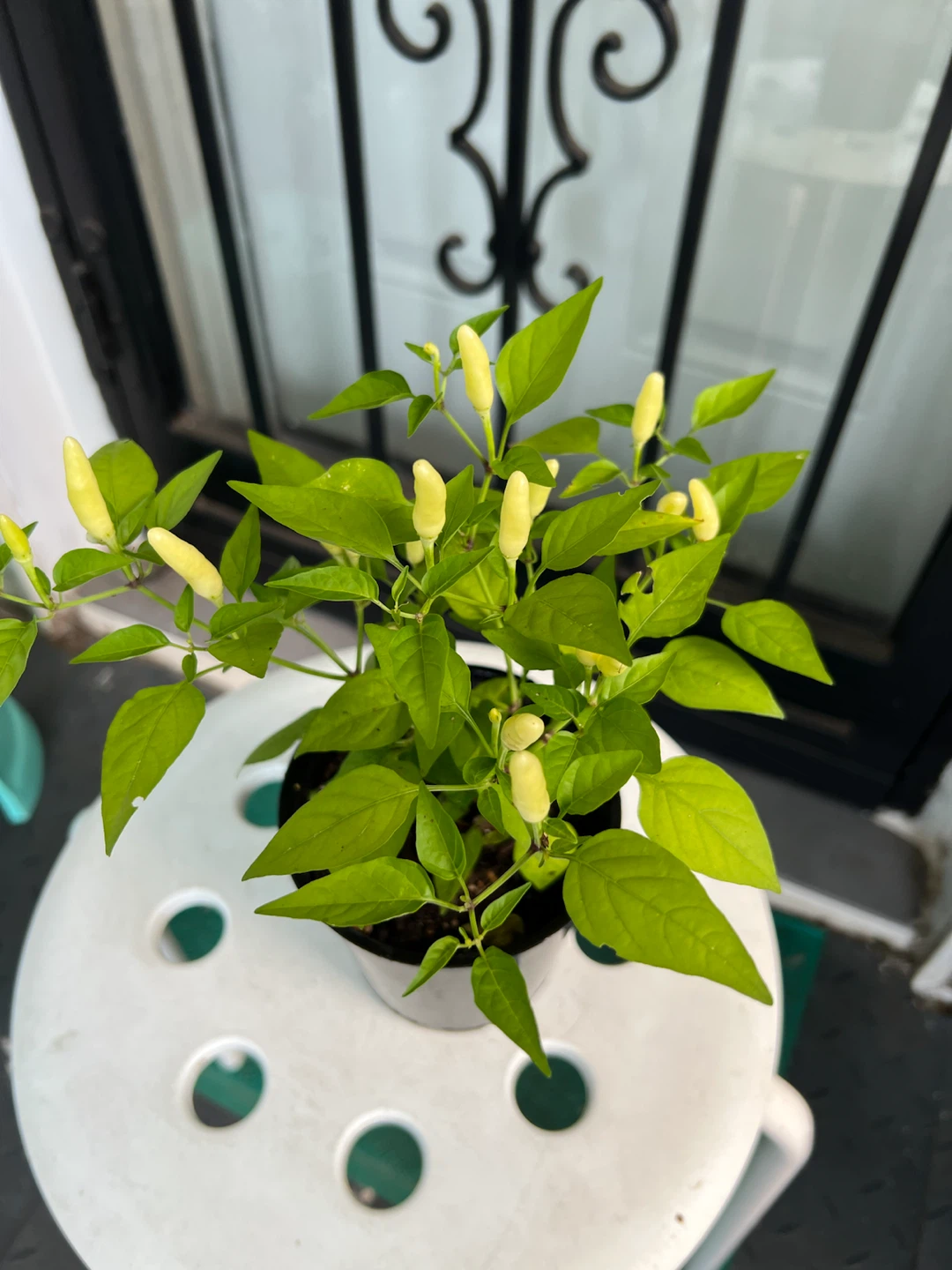 Young Thai Chili Pepper Plant - photo 3