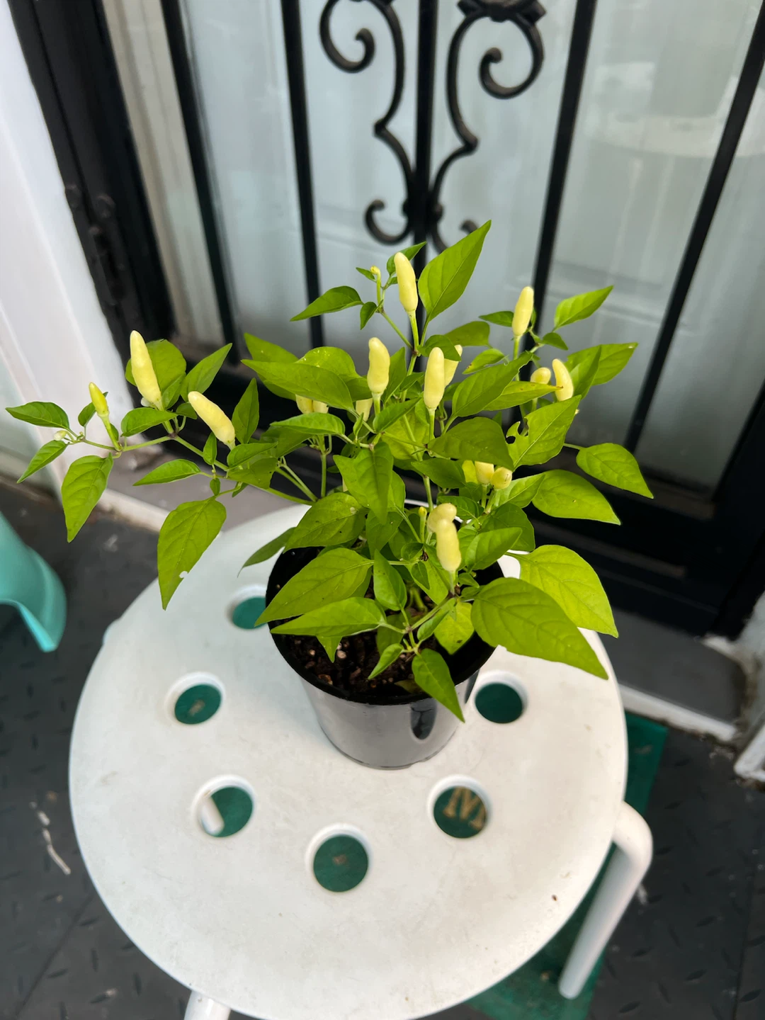 Young Thai Chili Pepper Plant - photo 4