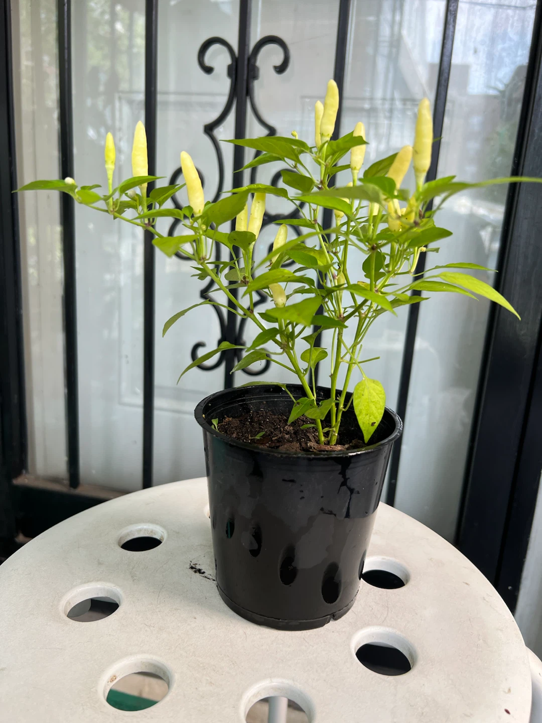 Young Thai Chili Pepper Plant - photo 5