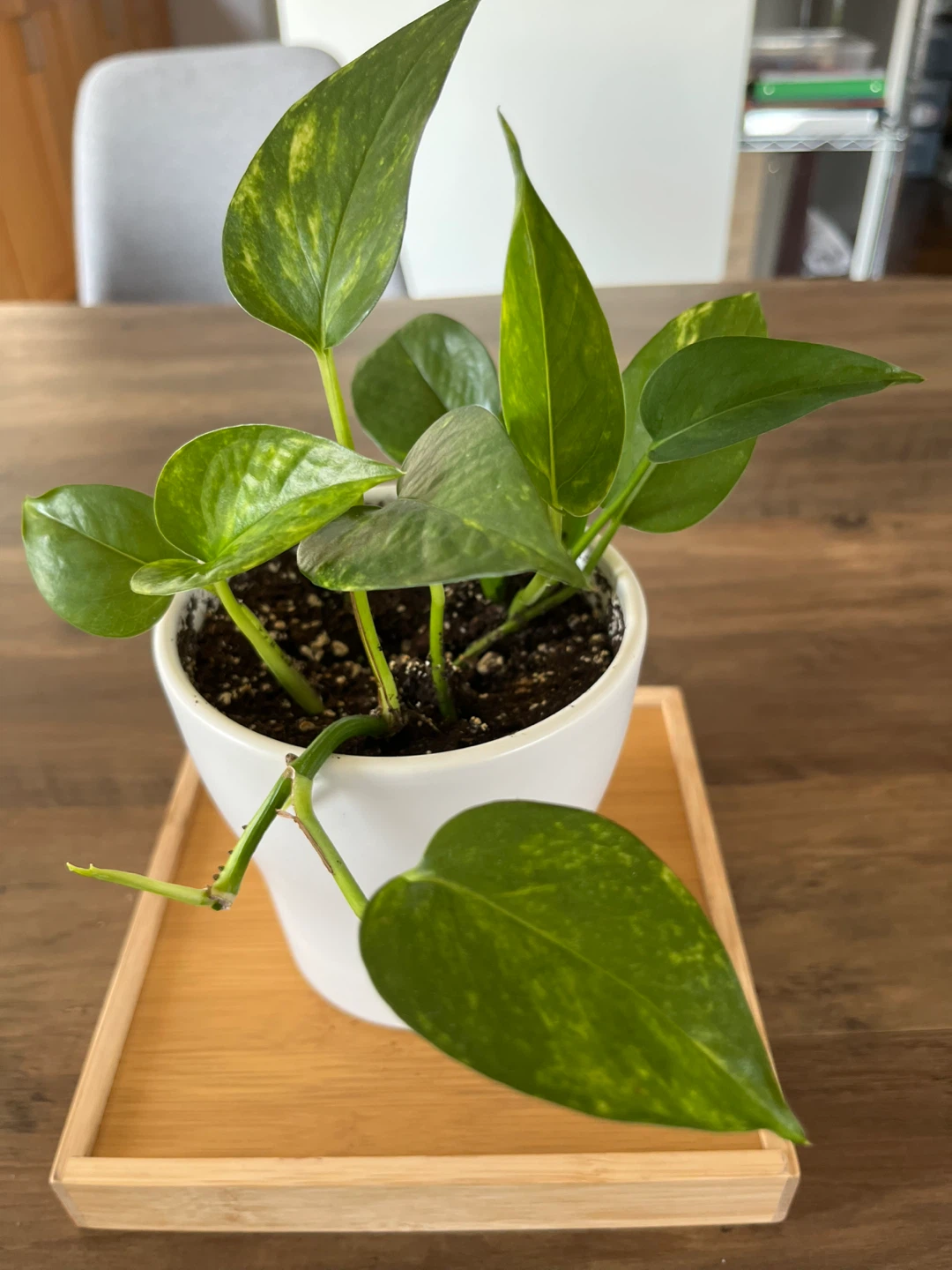 Pothos Plant in White Pot