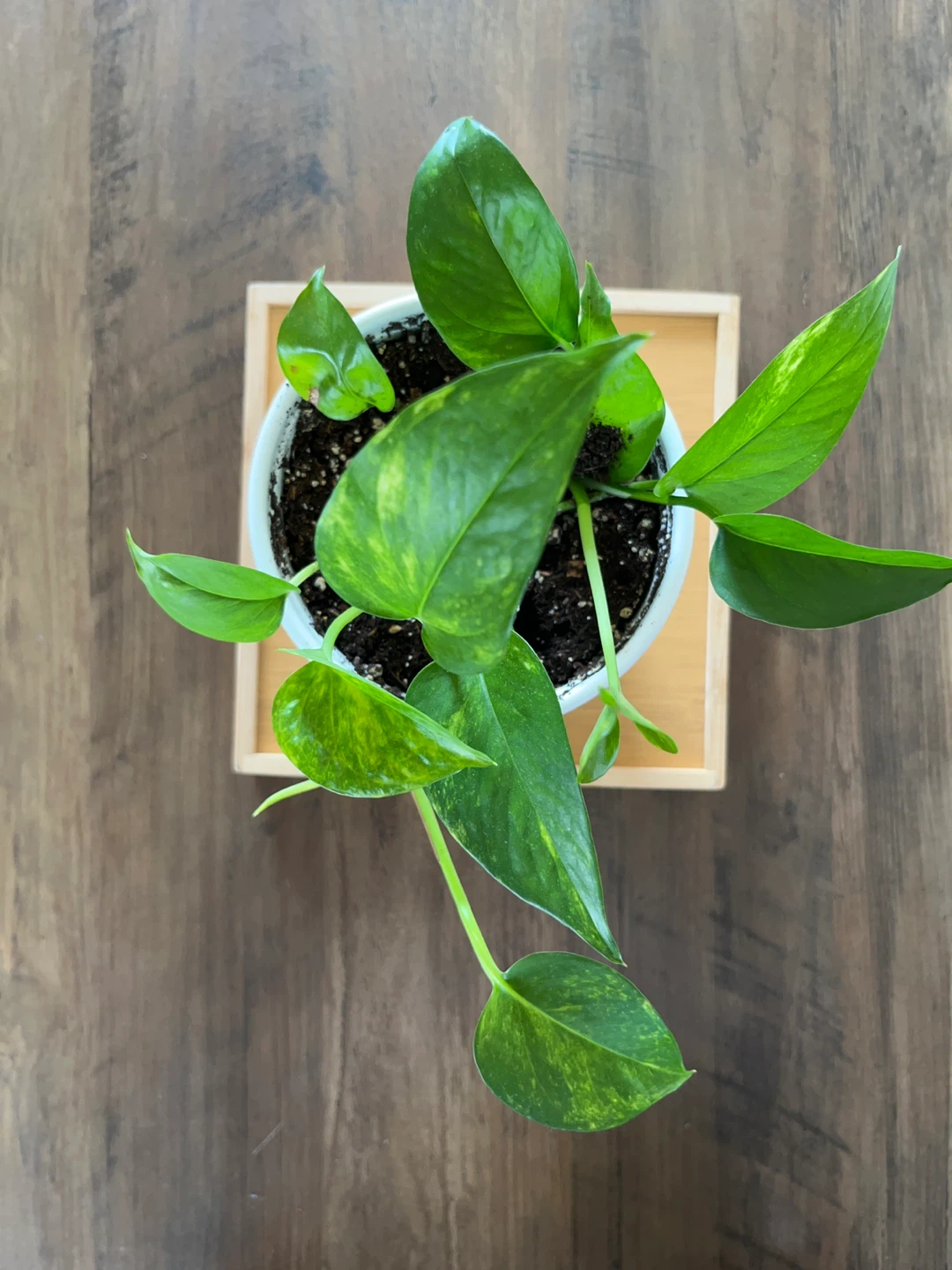 Pothos Plant in White Pot - photo 2