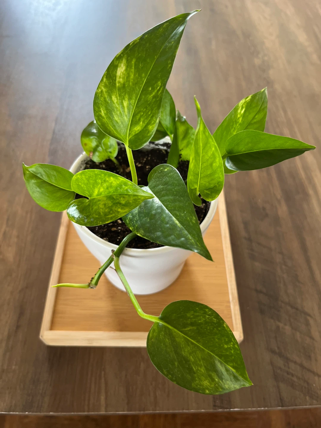 Pothos Plant in White Pot - photo 3