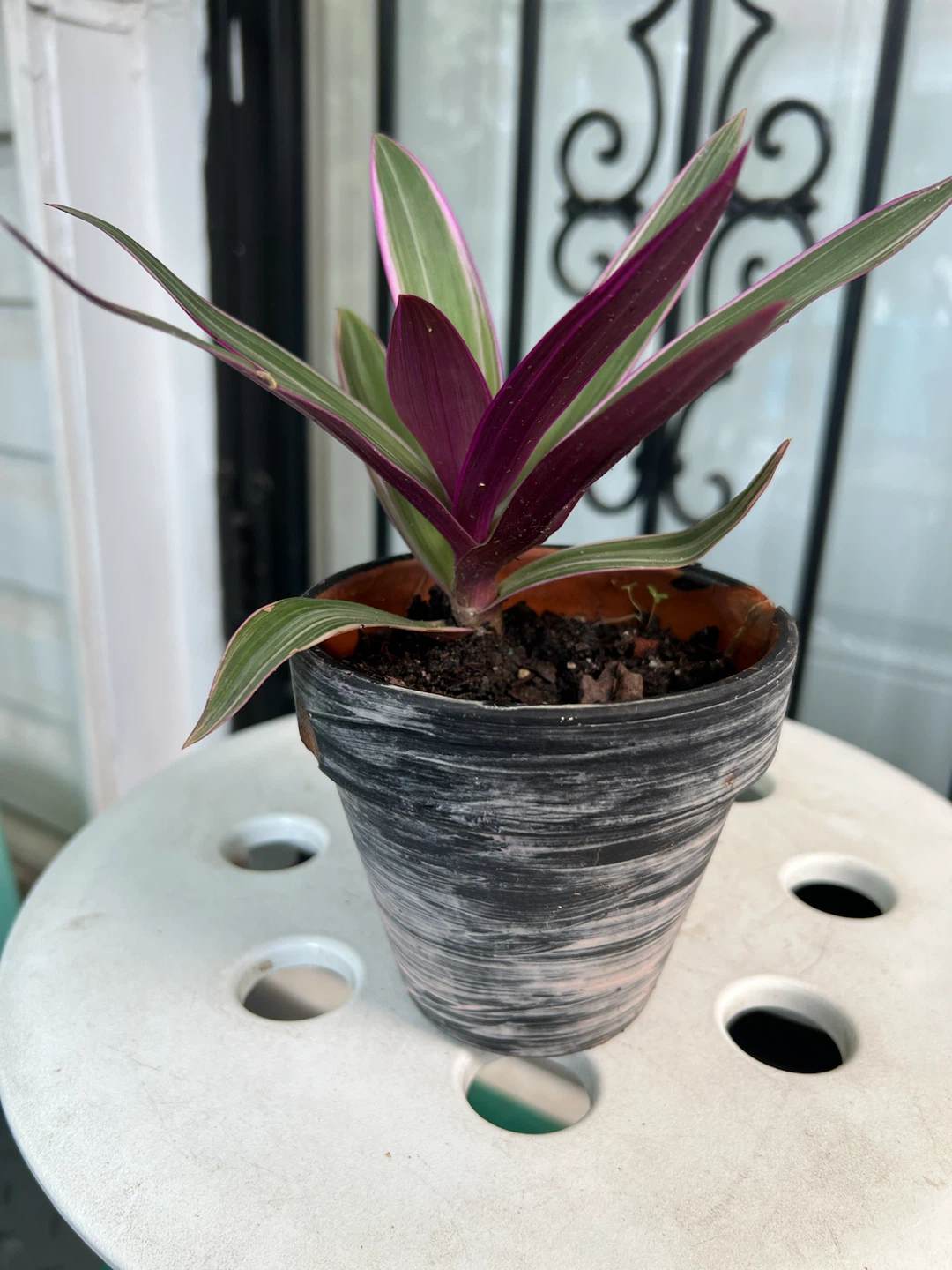 Tradescantia Spathacea 'Moses-in-the-Cradle' Plant