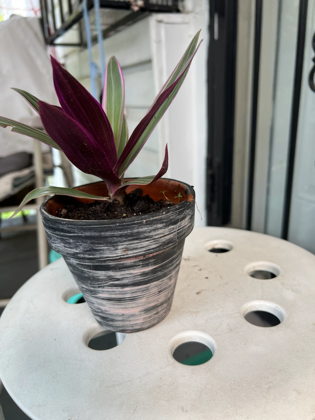 Tradescantia Spathacea 'Moses-in-the-Cradle' Plant - photo 2