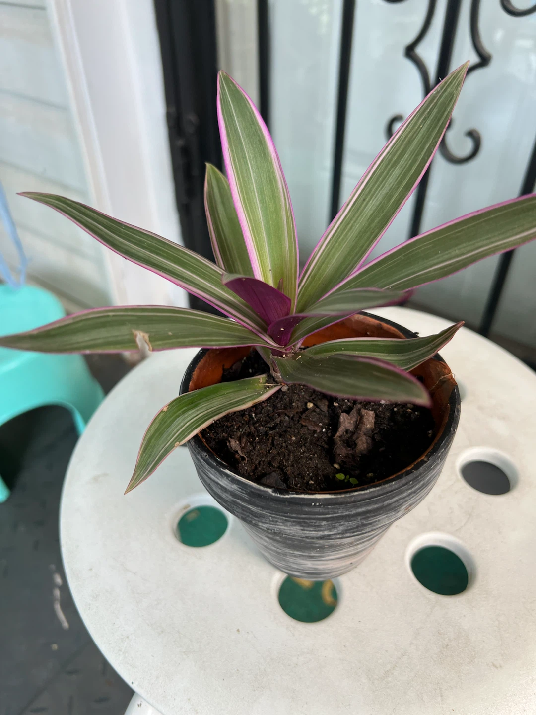 Tradescantia Spathacea 'Moses-in-the-Cradle' Plant - photo 3