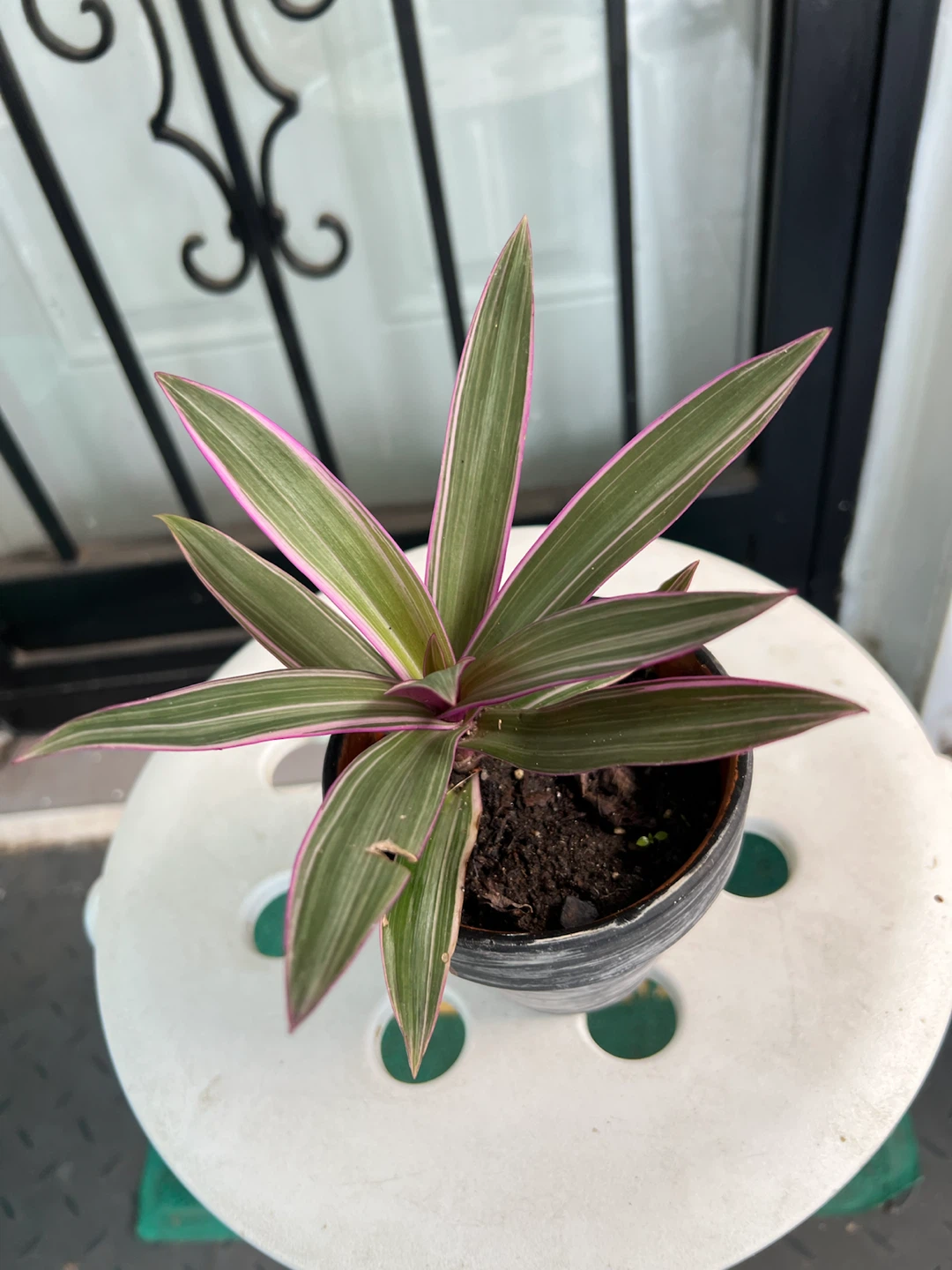 Tradescantia Spathacea 'Moses-in-the-Cradle' Plant - photo 4