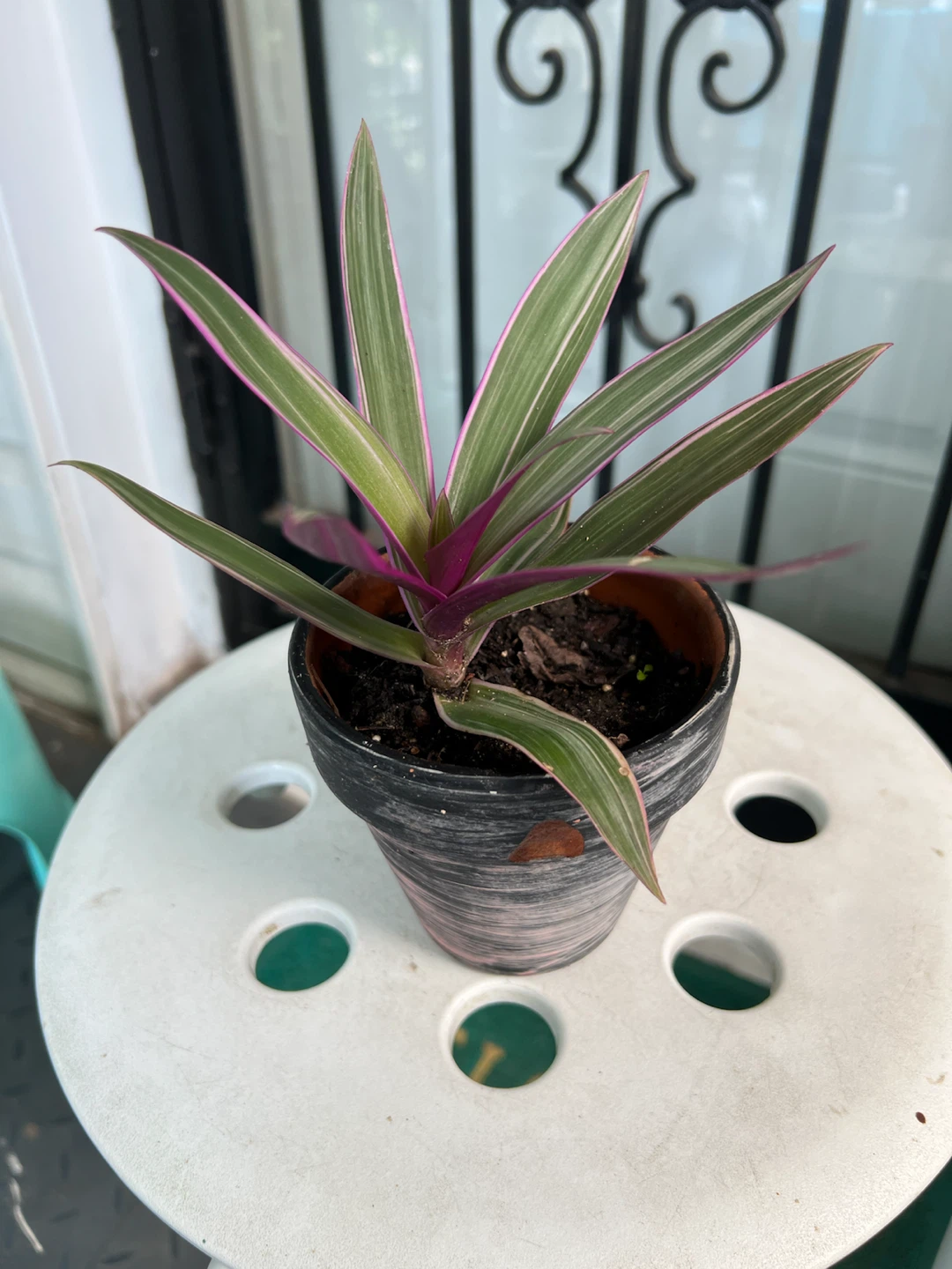 Tradescantia Spathacea 'Moses-in-the-Cradle' Plant - photo 5
