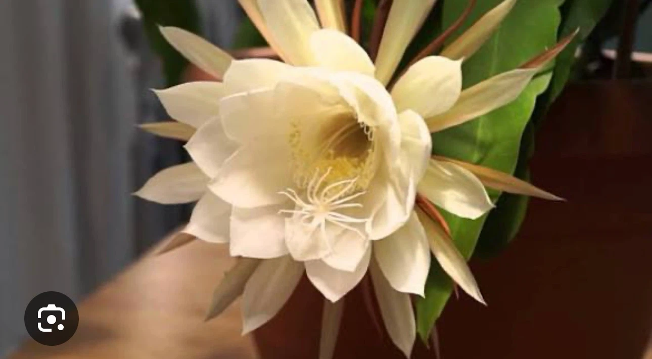 Potted Orchid Cactus Plant