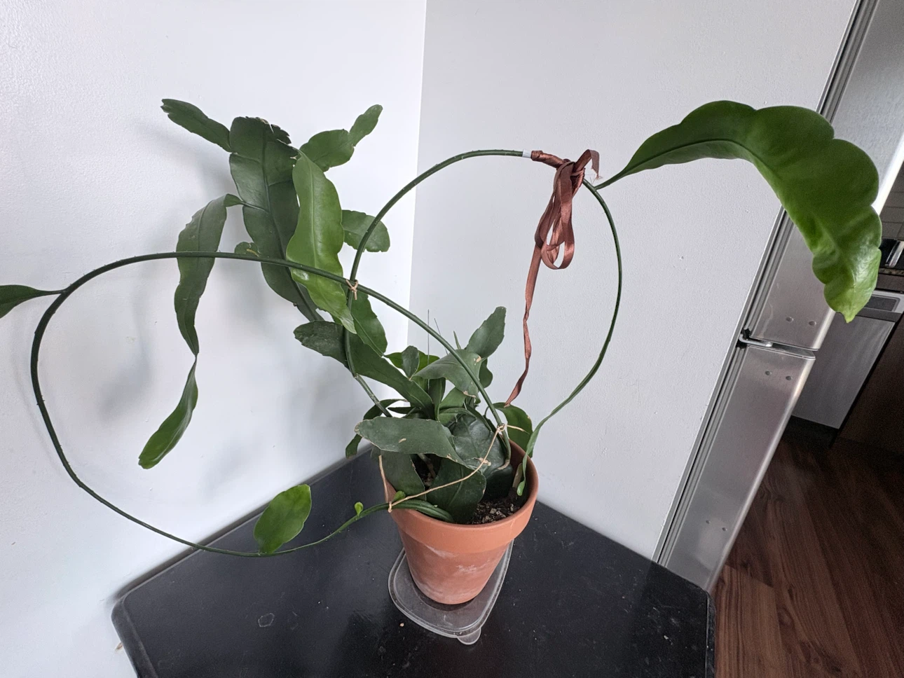 Potted Orchid Cactus Plant - photo 2