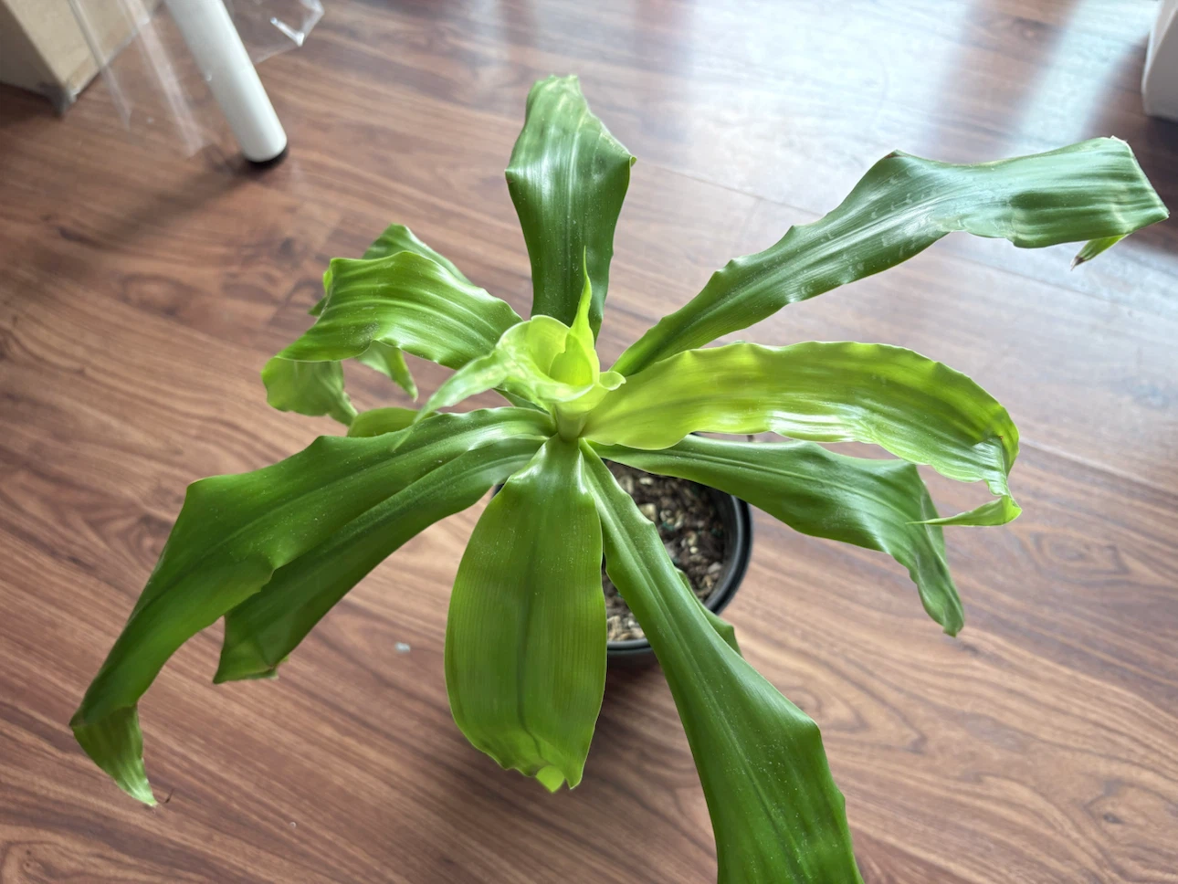 Dracaena Fragrans Plant