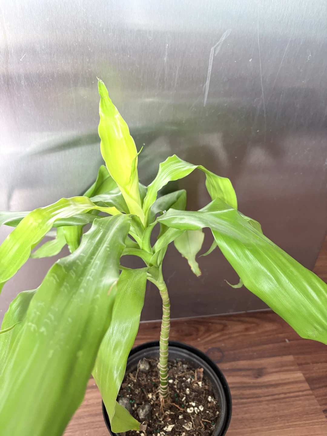 Dracaena Fragrans Plant - photo 2