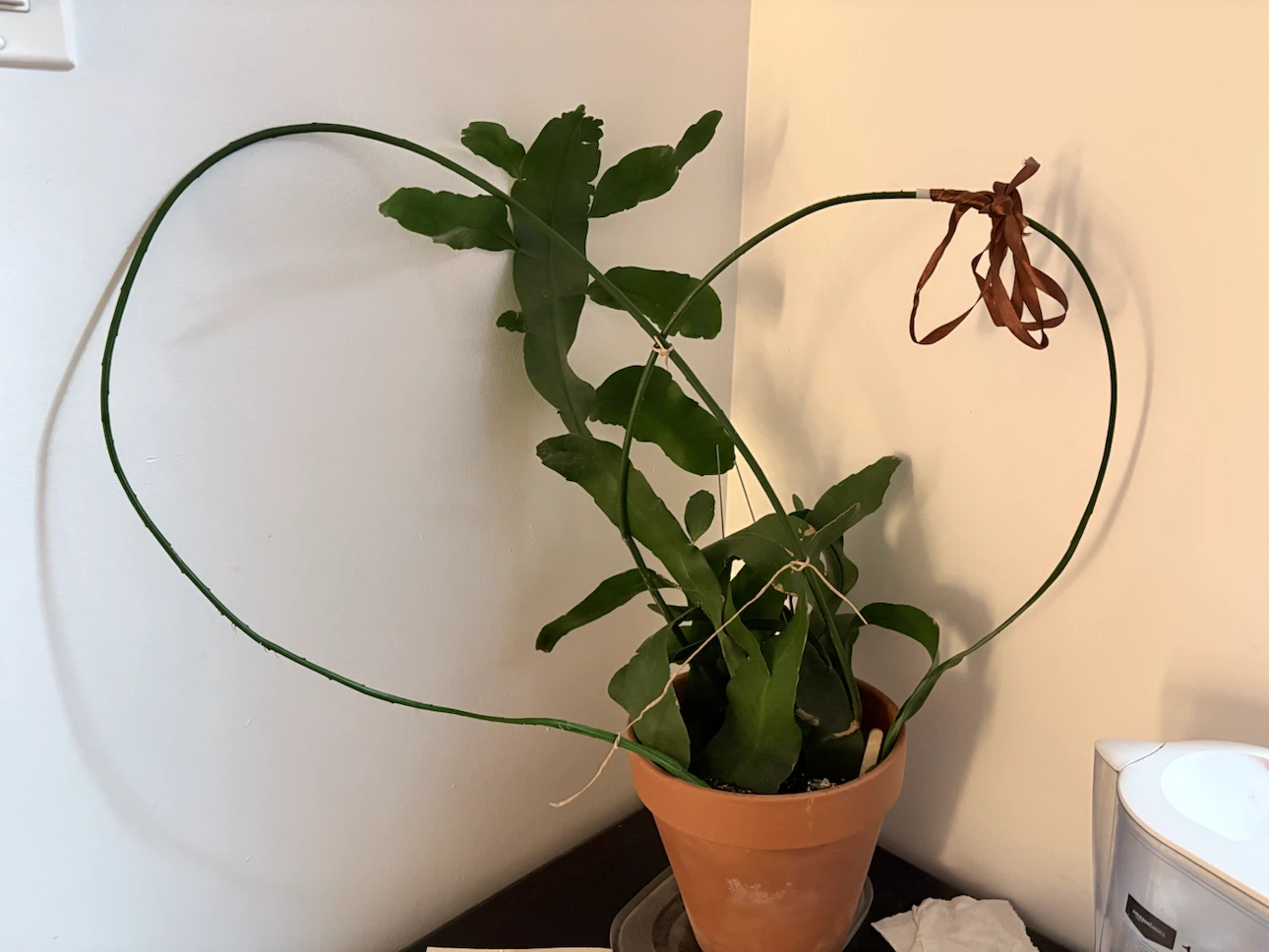 Potted Orchid Cactus Plant - photo 3