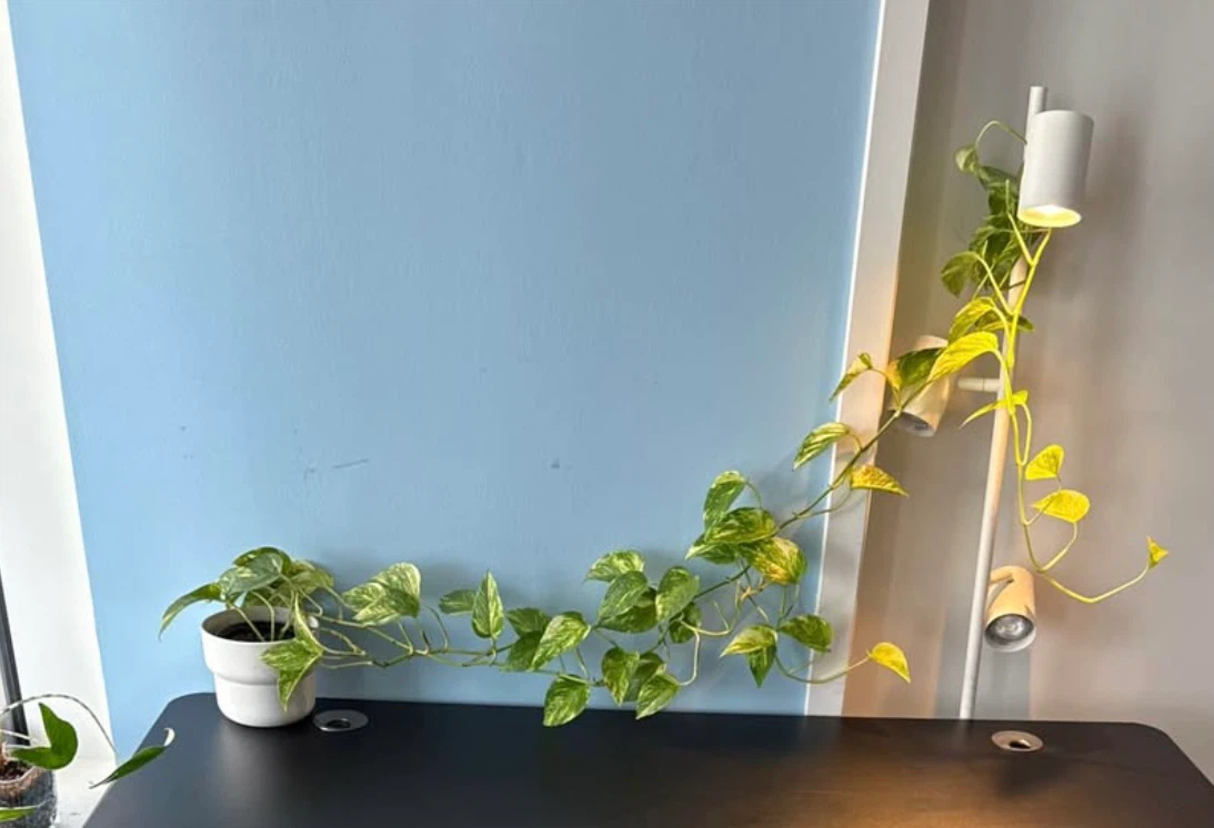 Large Pothos Plant