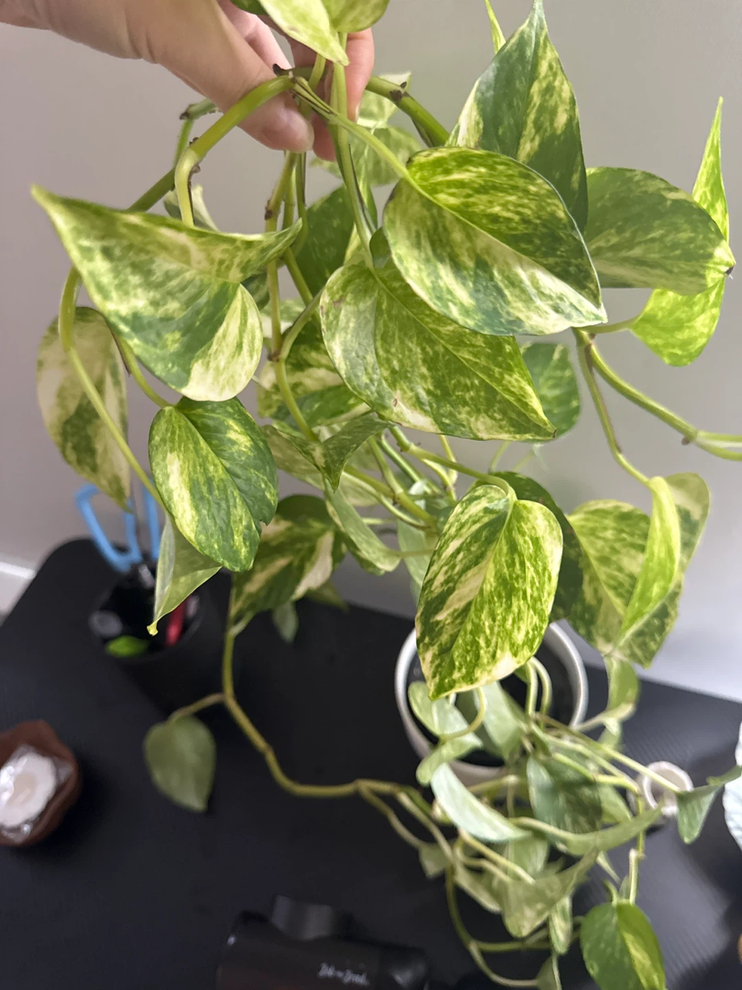 Large Pothos Plant - photo 2