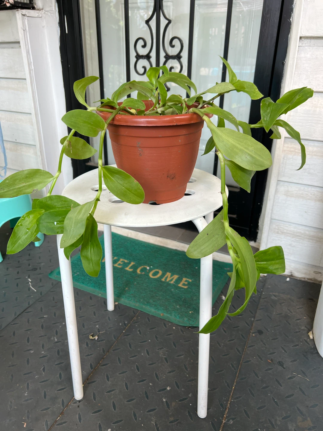 Potted full Green Tradescantia Plant
