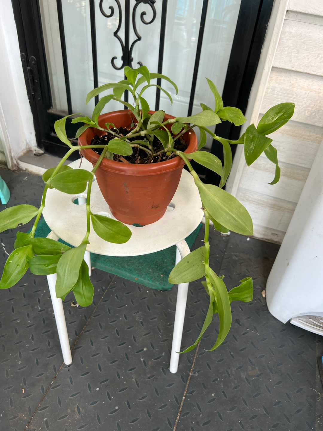 Potted full Green Tradescantia Plant - photo 2