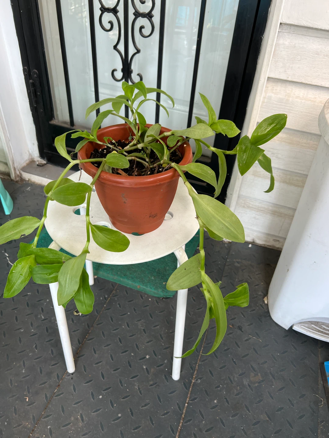 Potted full Green Tradescantia Plant - photo 3