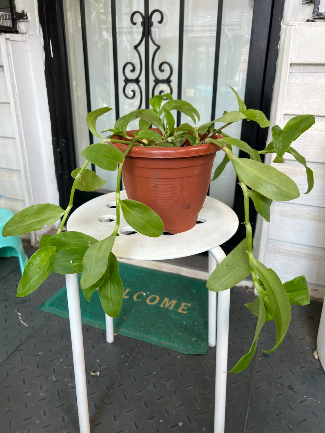 Potted full Green Tradescantia Plant - photo 4