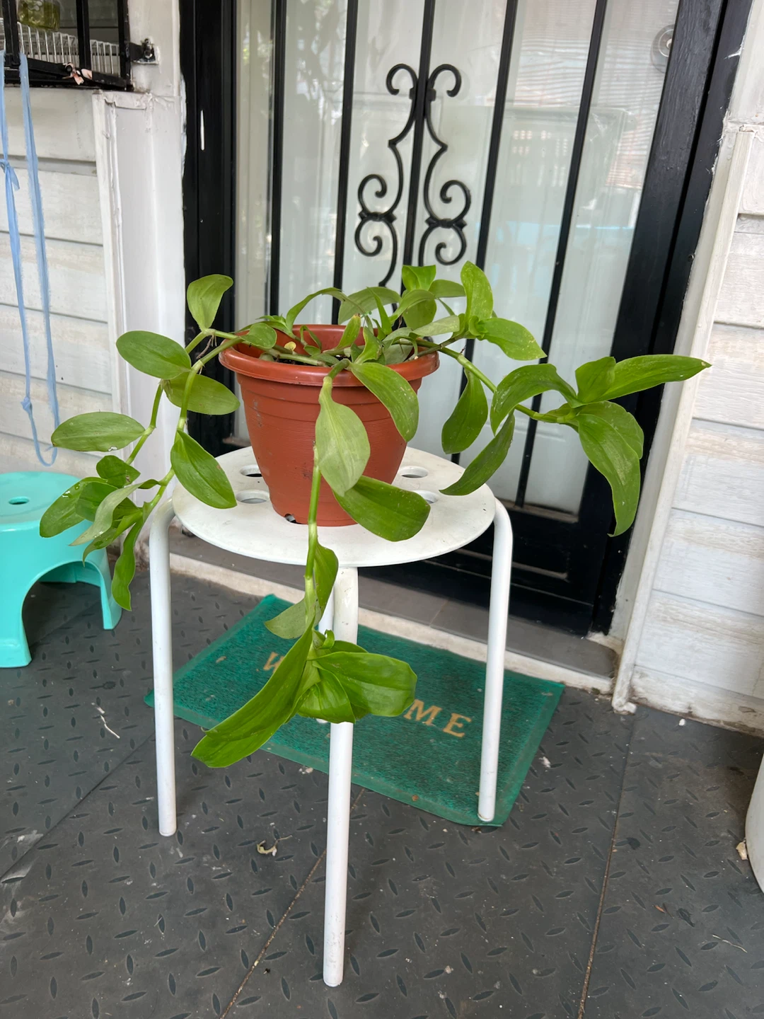 Potted full Green Tradescantia Plant - photo 5