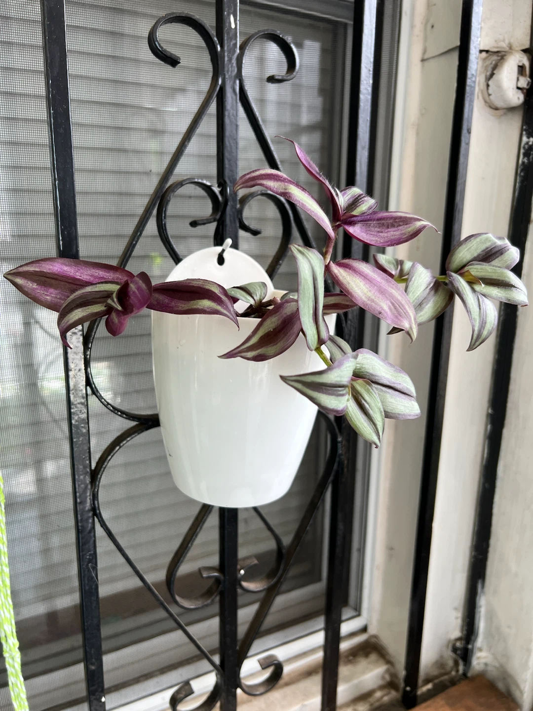 Wandering Jew Plant in White hanging Pot