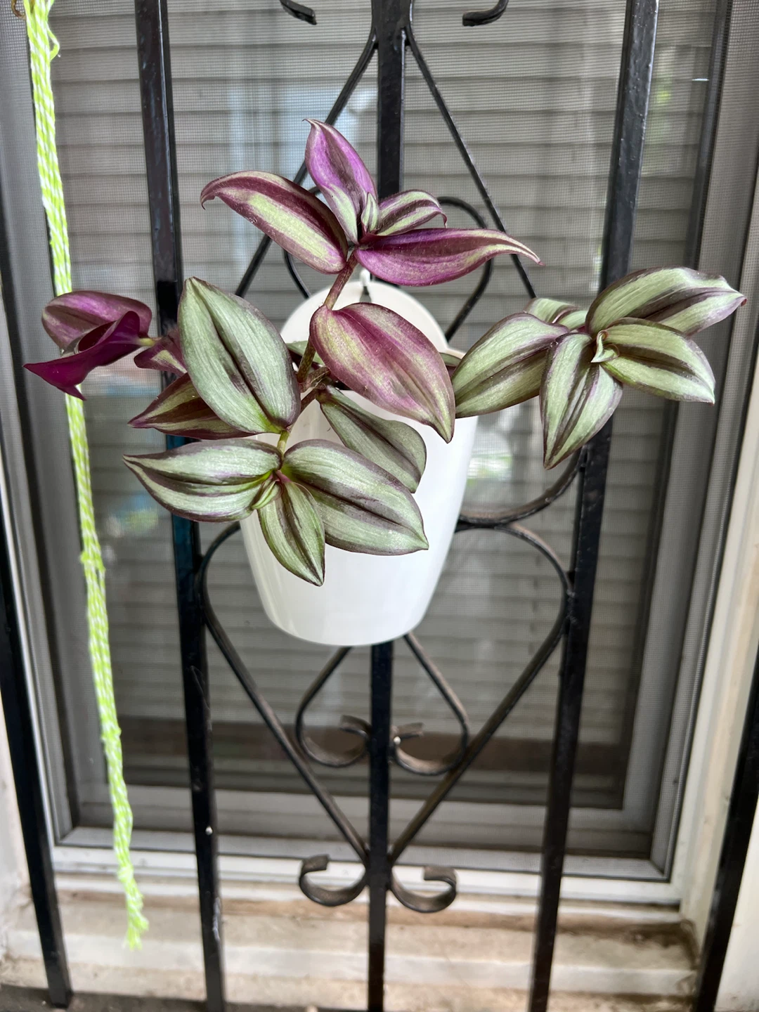 Wandering Jew Plant in White hanging Pot - photo 2