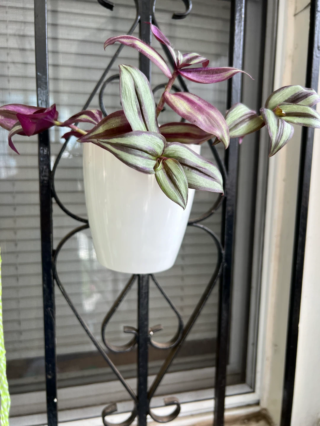 Wandering Jew Plant in White hanging Pot - photo 3