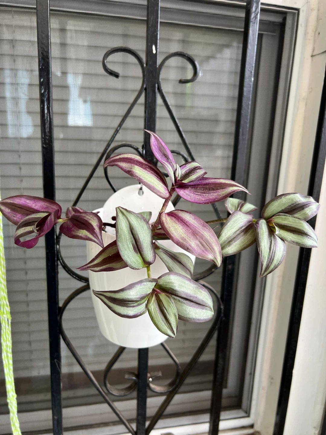Wandering Jew Plant in White hanging Pot - photo 4