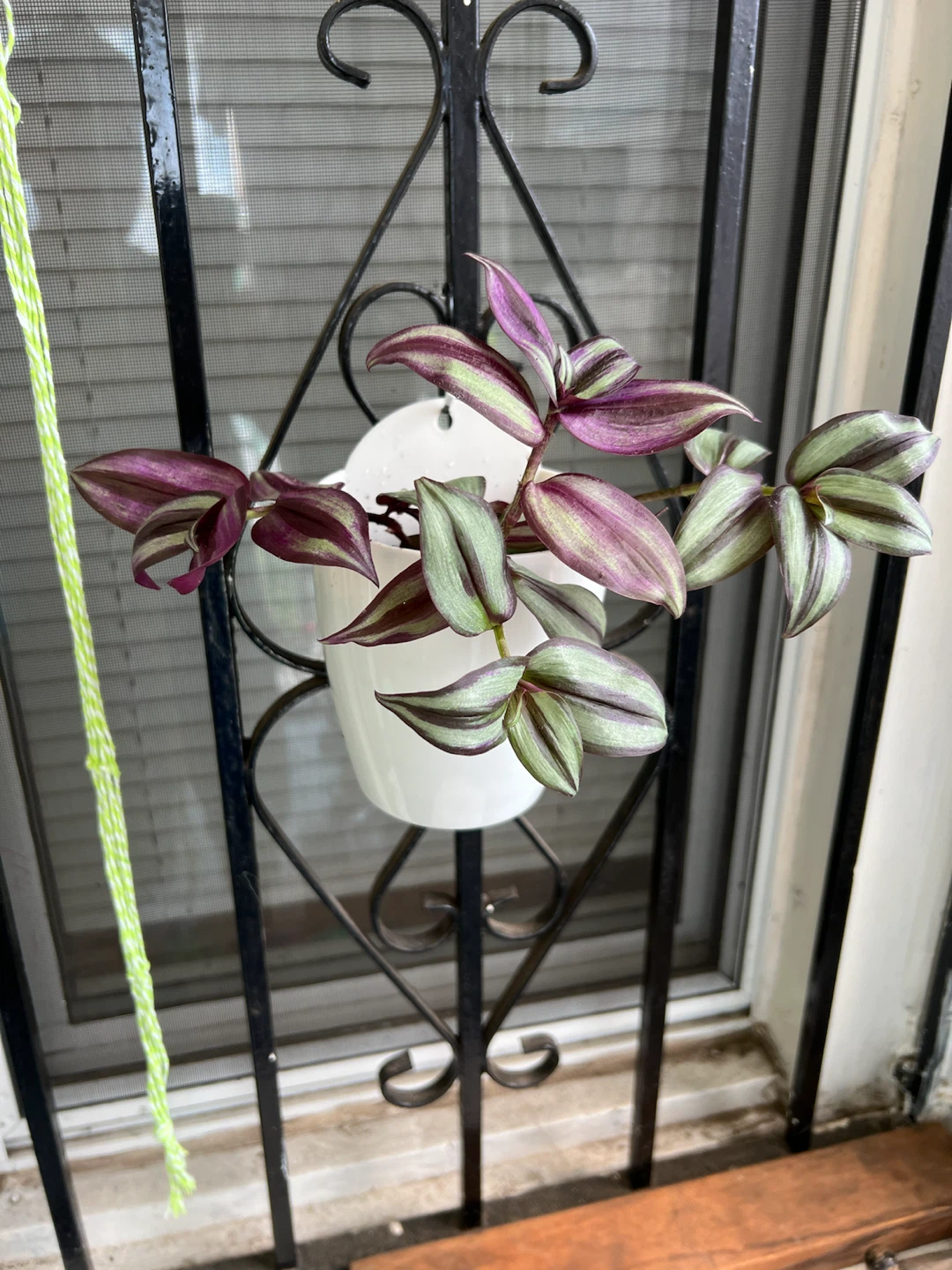 Wandering Jew Plant in White hanging Pot - photo 5