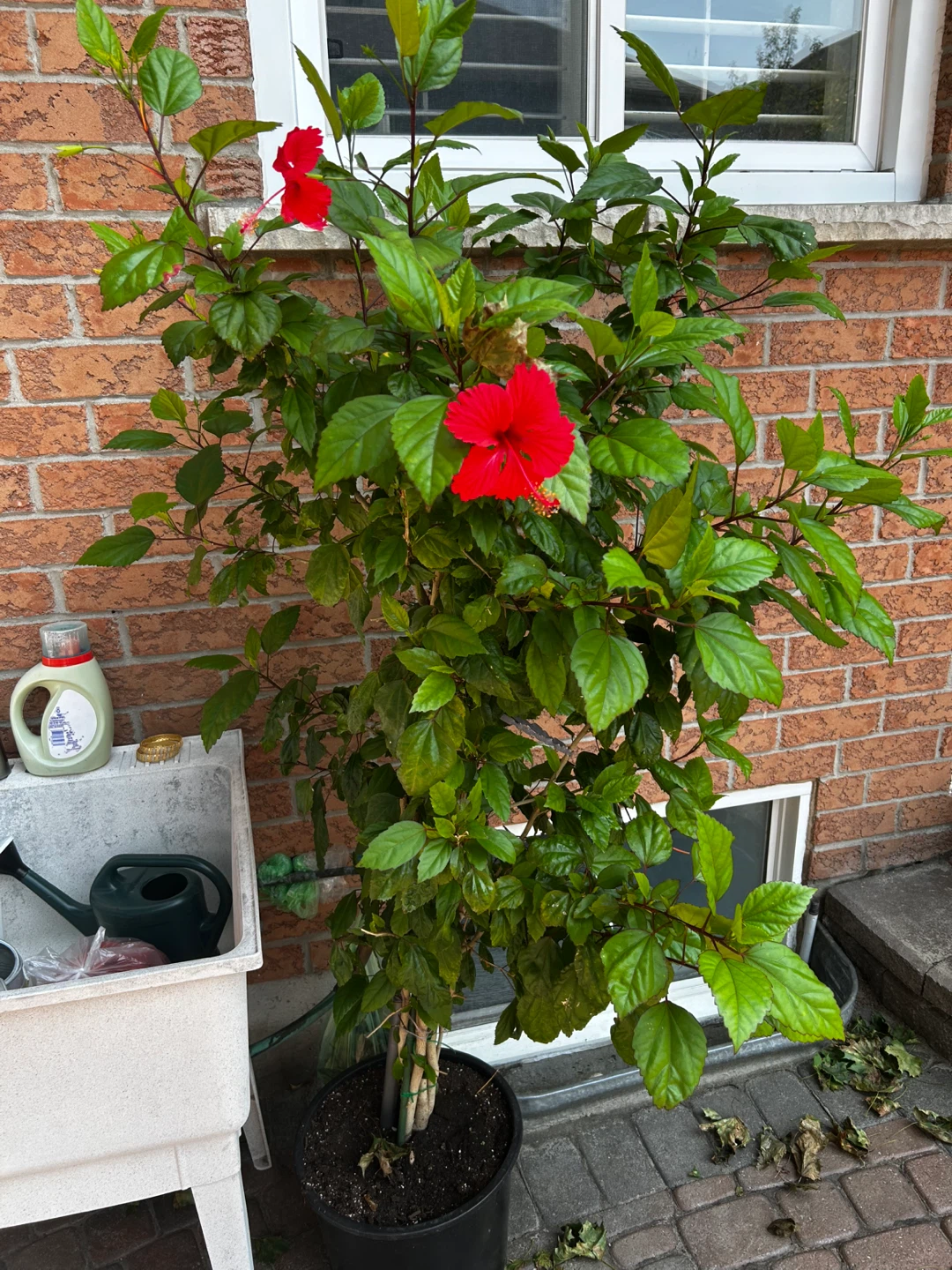 Red Hibiscus Plant