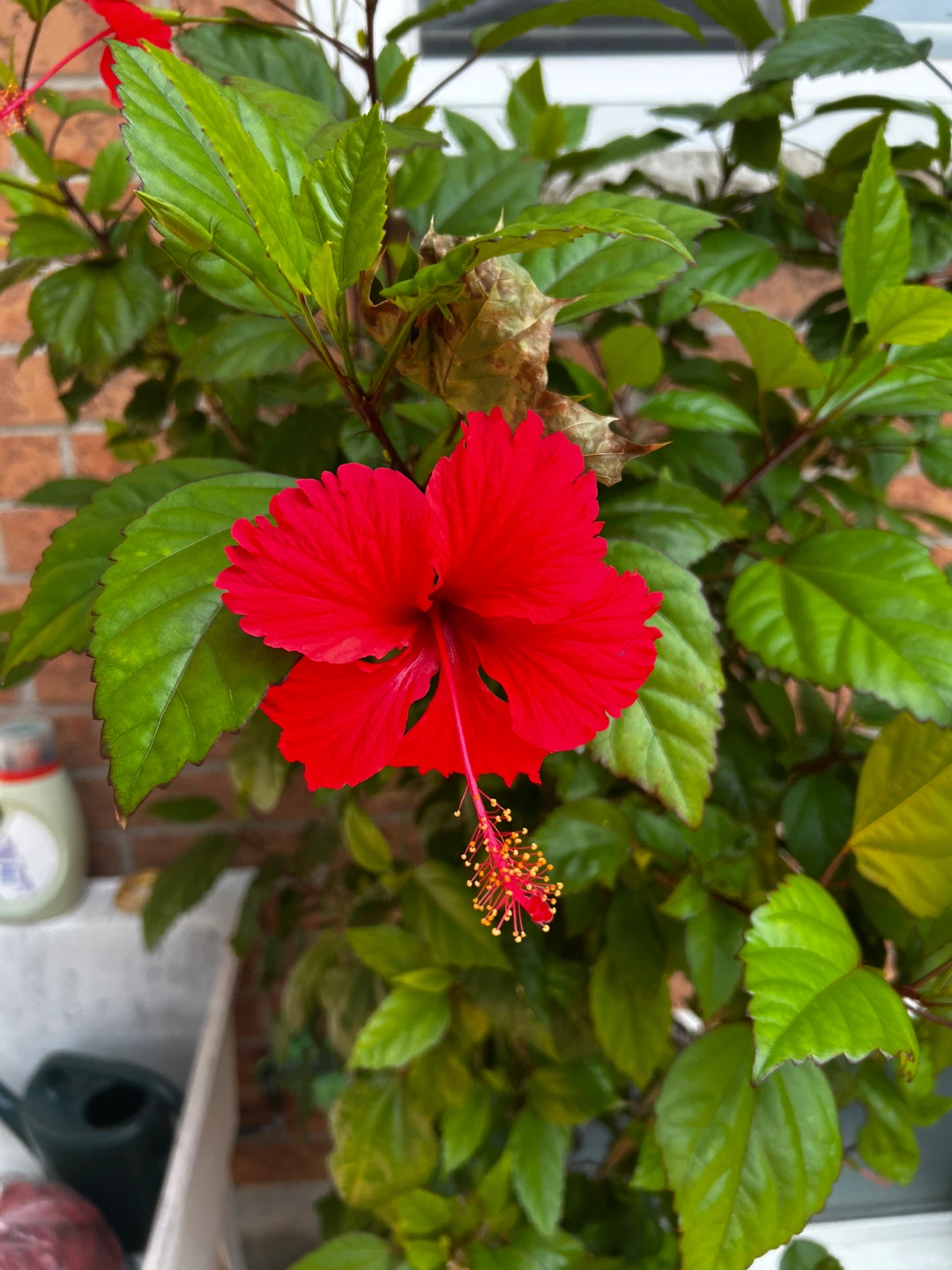 Red Hibiscus Plant - photo 2