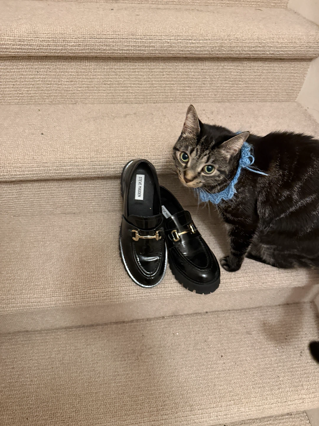 steve madden loafers