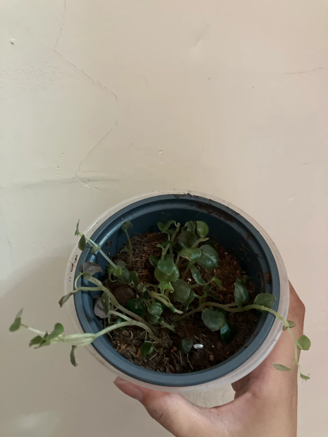 Peperomia Metallica Crème Brûlée