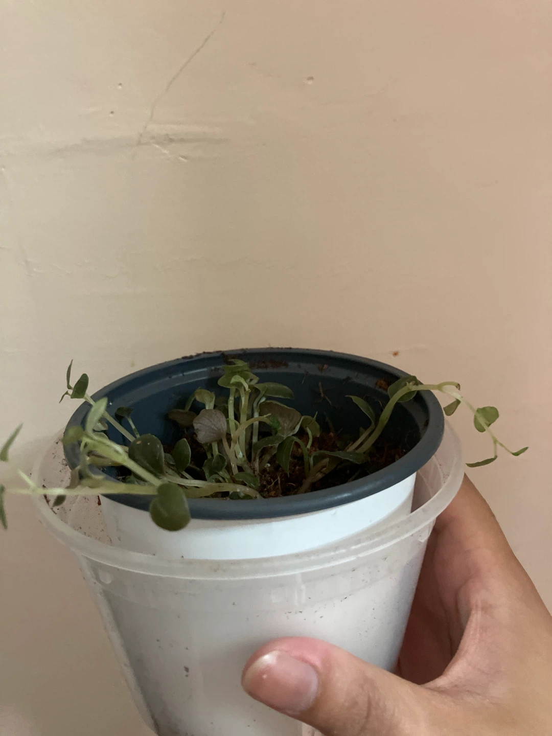 Peperomia Metallica Crème Brûlée - photo 2