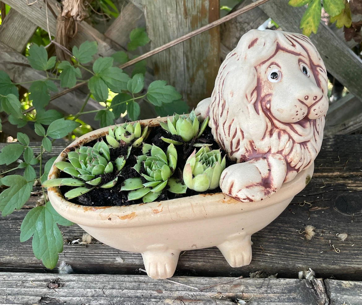 Lion Planter Pot with plants