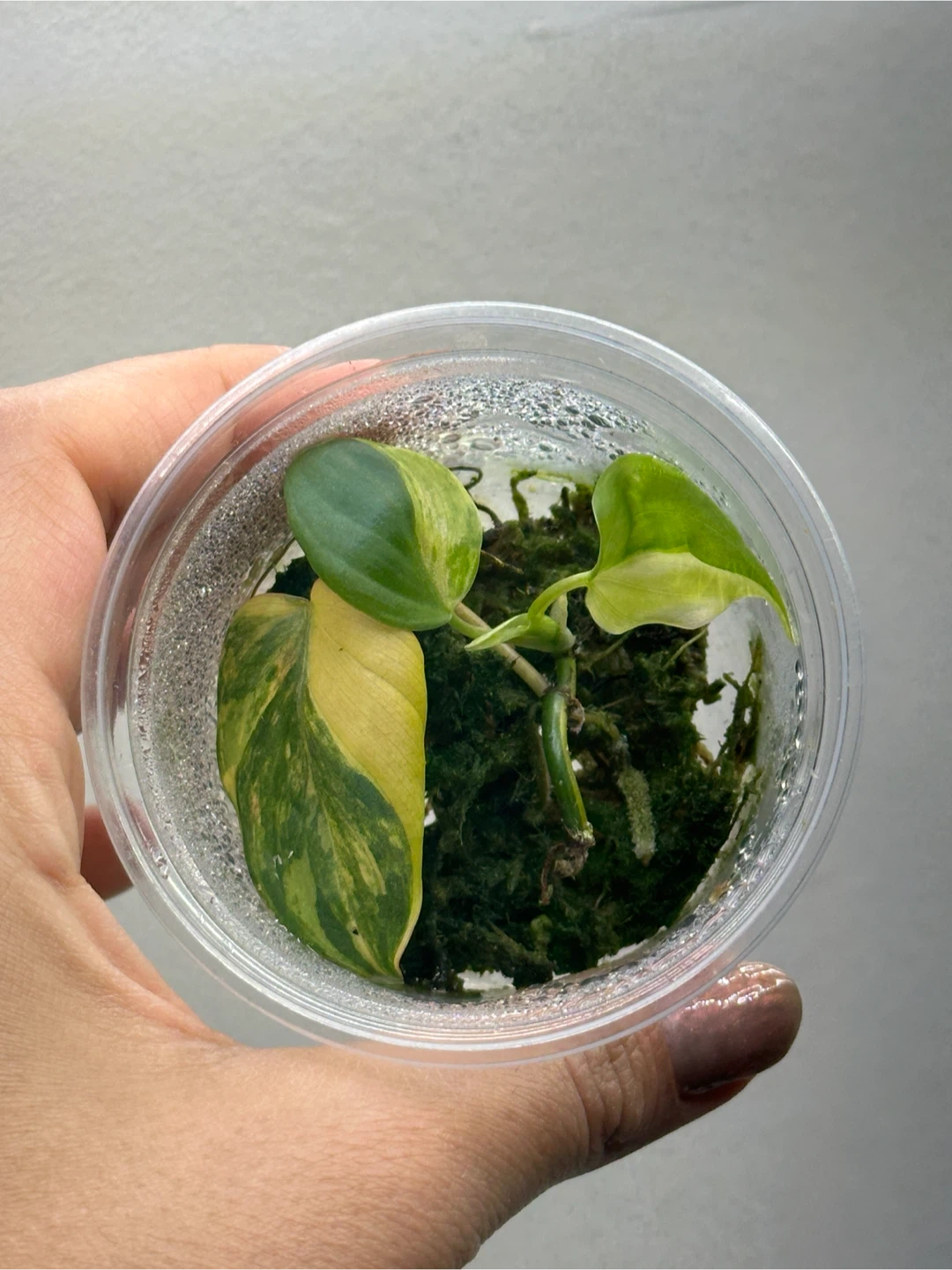 Variegated Philodendron Micans Plant