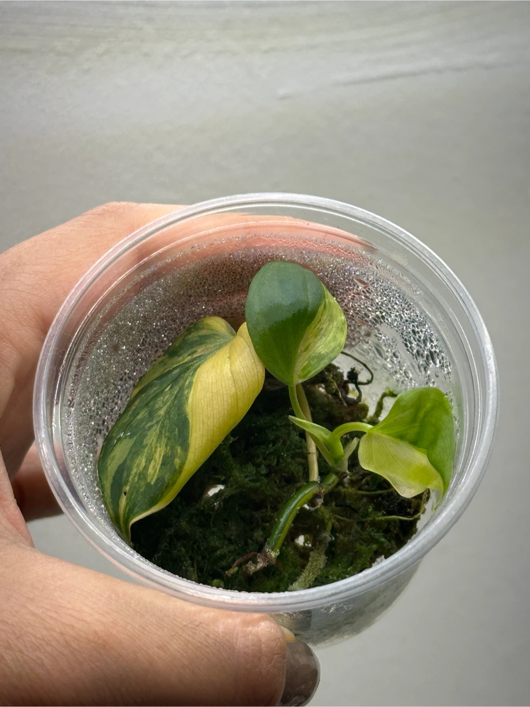 Variegated Philodendron Micans Plant - photo 2