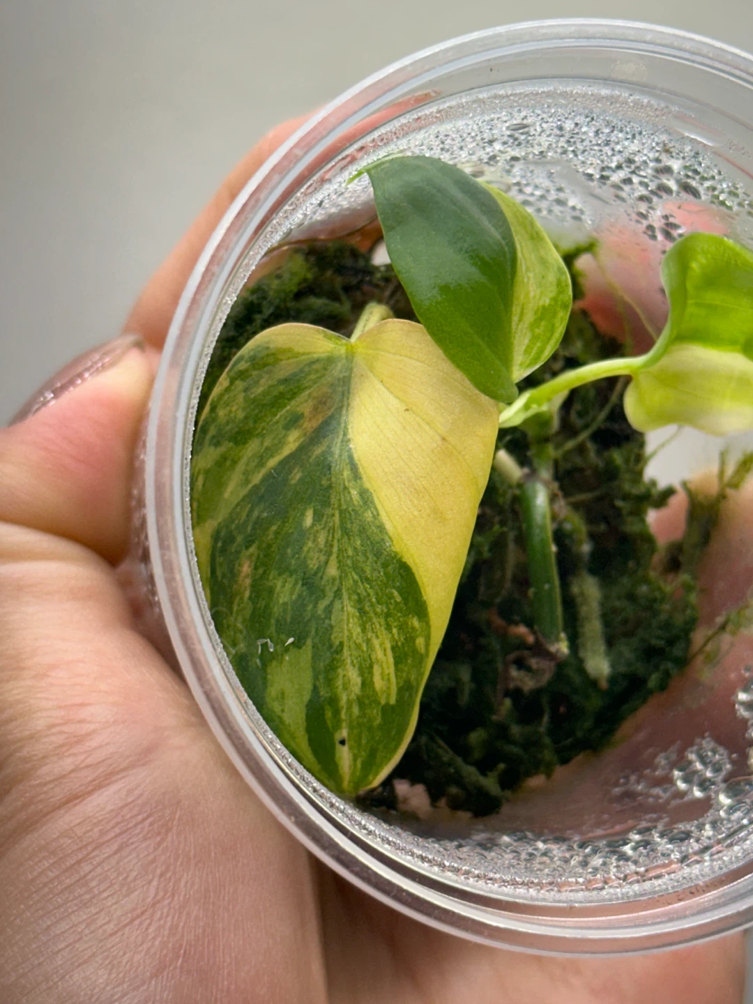 Variegated Philodendron Micans Plant - photo 4