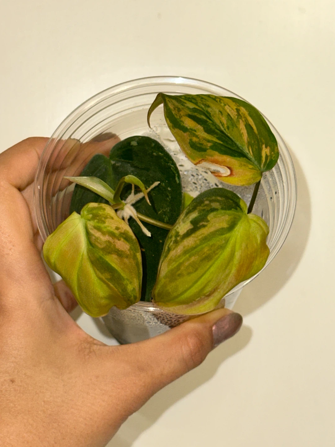 Variegated Philodendron Micans Plant