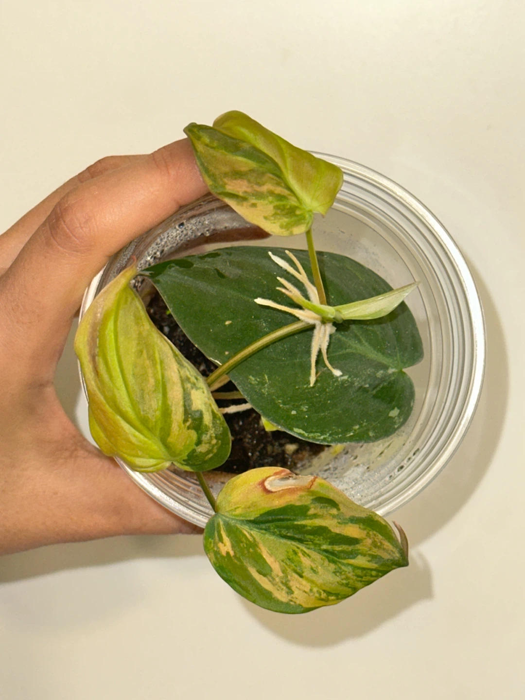 Variegated Philodendron Micans Plant - photo 2