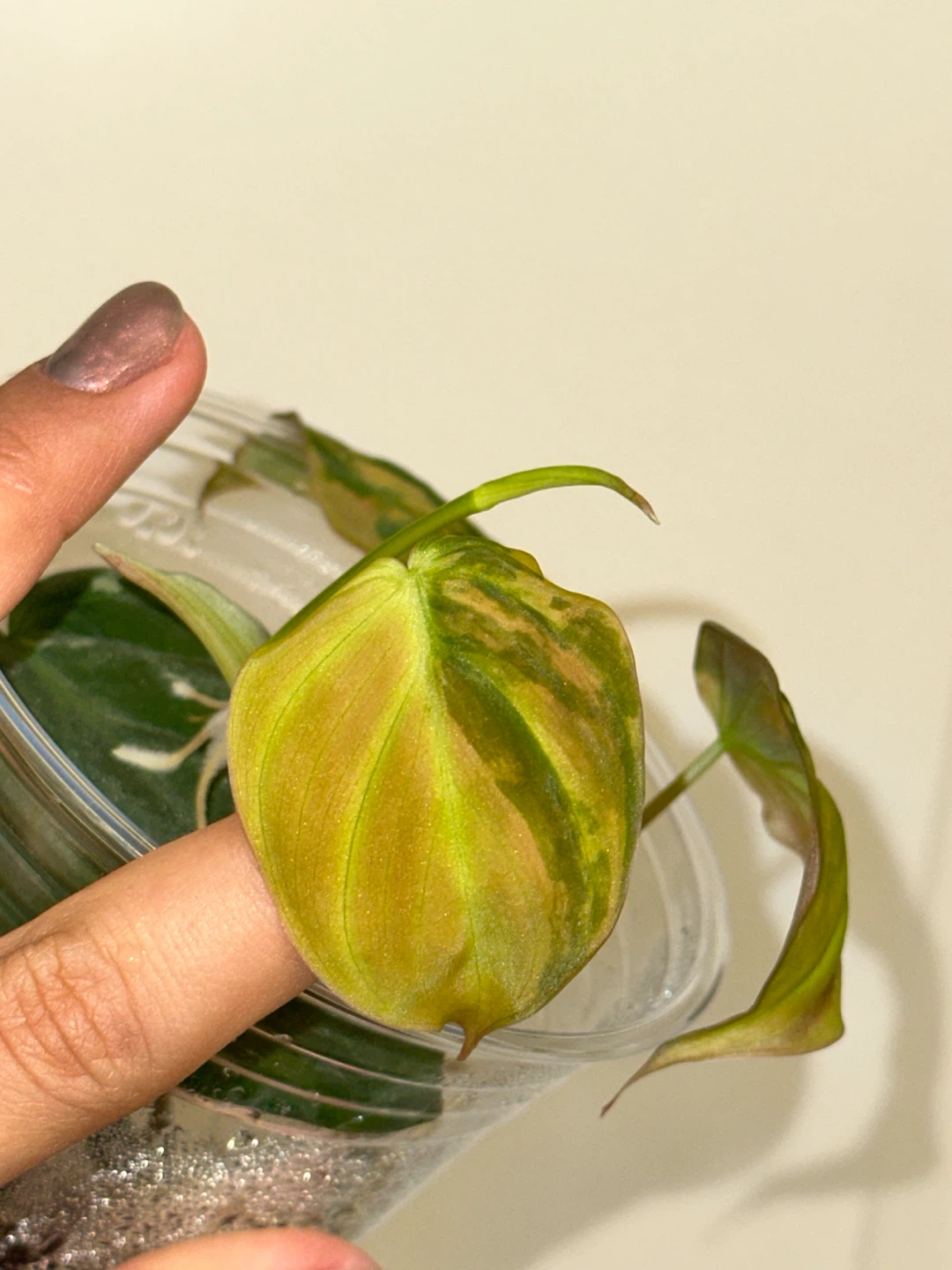 Variegated Philodendron Micans Plant - photo 3
