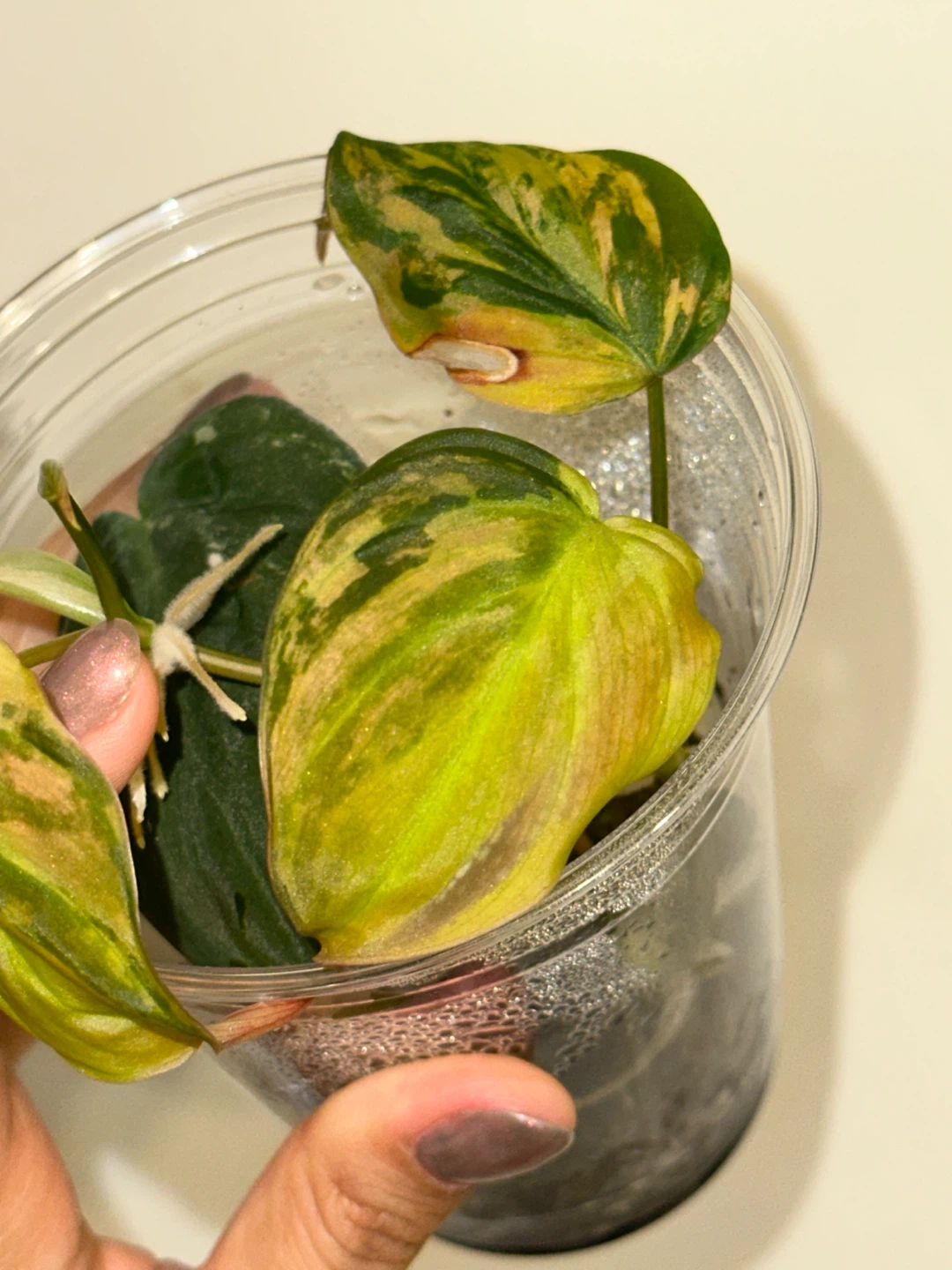 Variegated Philodendron Micans Plant - photo 4