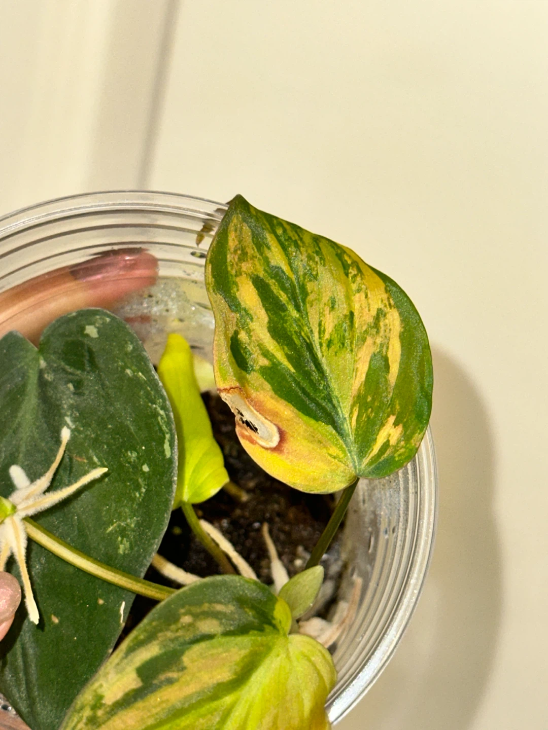Variegated Philodendron Micans Plant - photo 5