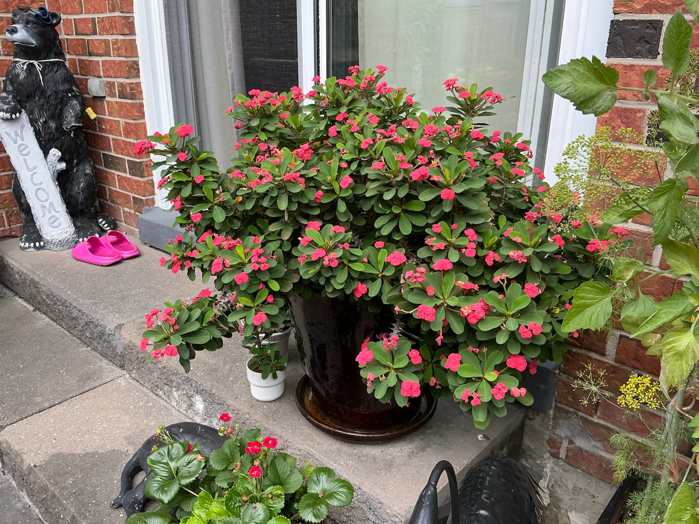 Flowering Crown of Thorns Plant in Large Pot